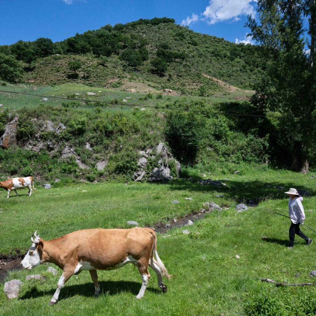 How Climate Change and Tariffs Help China Raise More Cattle